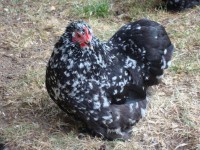 /album/galinaceos-miniaturas/mini-cochin-mottled-jpg/